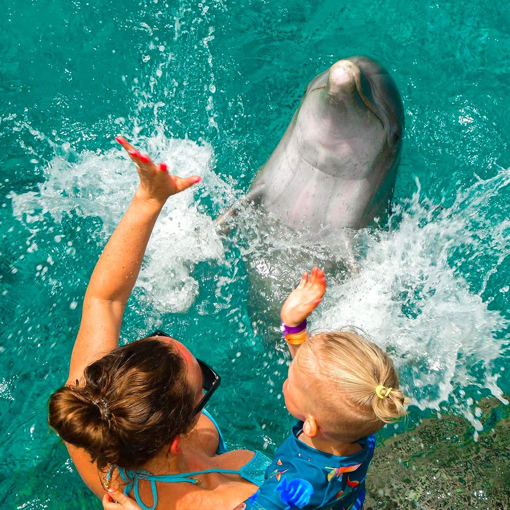 Dolphin Scuba Encounter