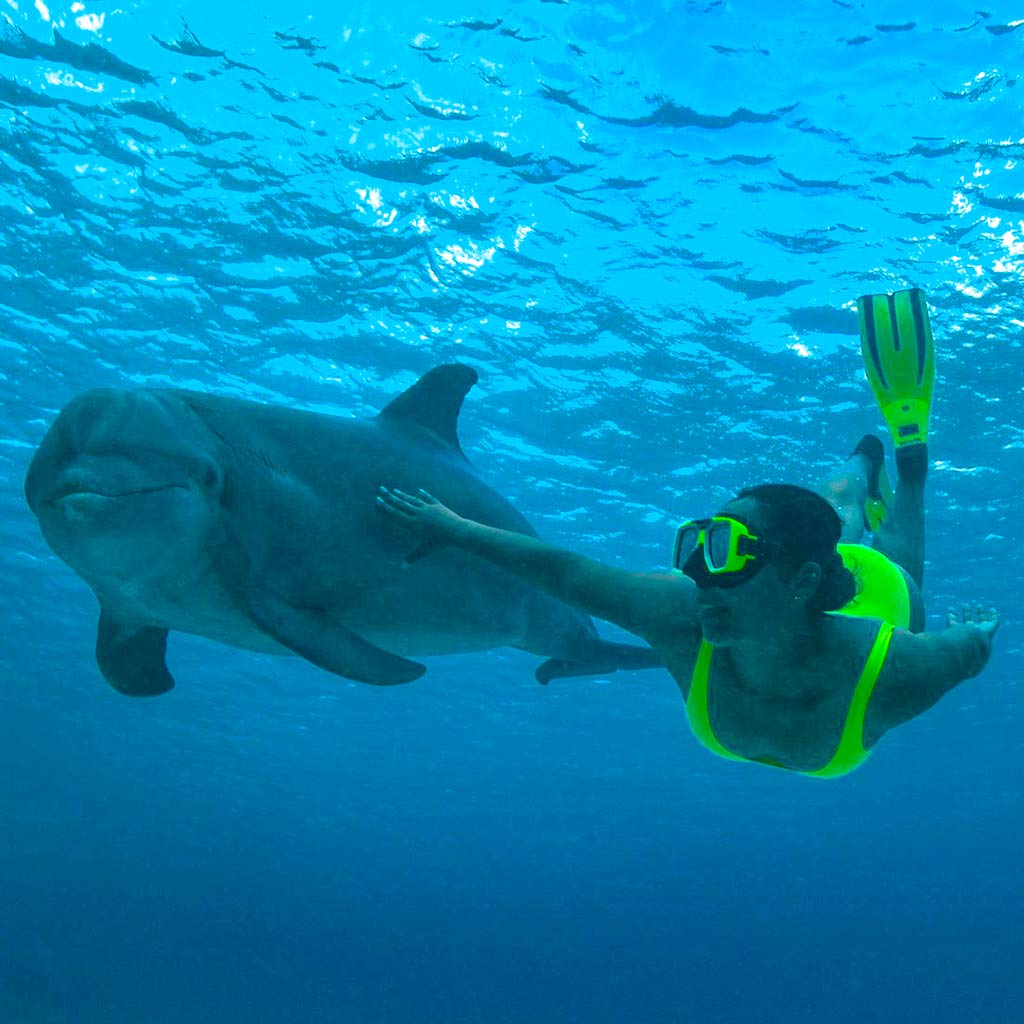 Dolphin Snorkel freedive