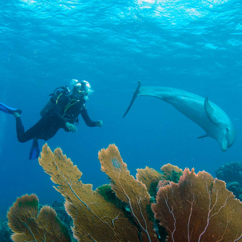 Underwater Activities