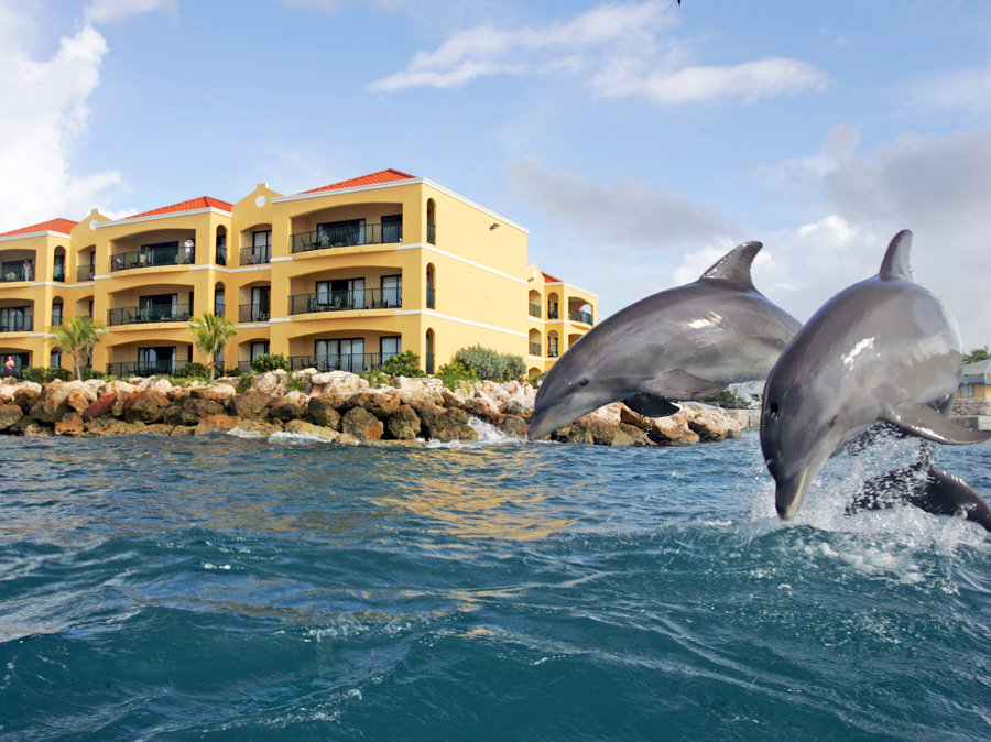 Dolphins on the doorstep